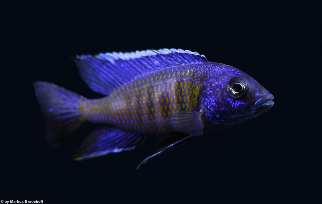 Copadichromis verduyni